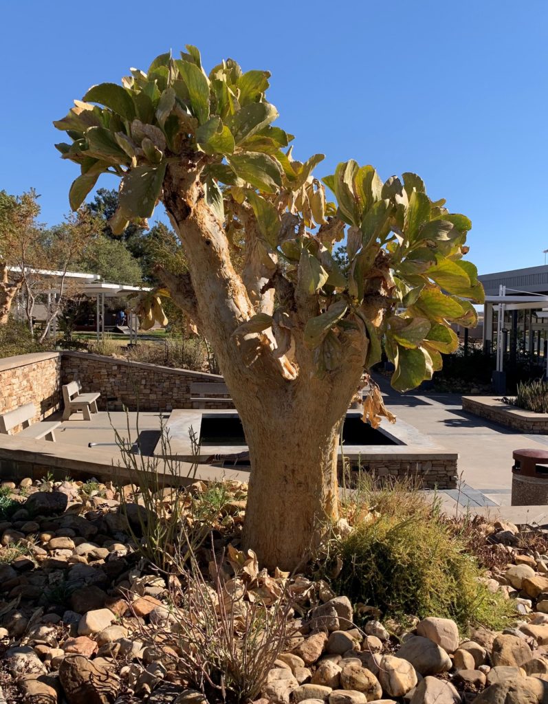 A beautiful tree outside terminal building at Windhoek airport.