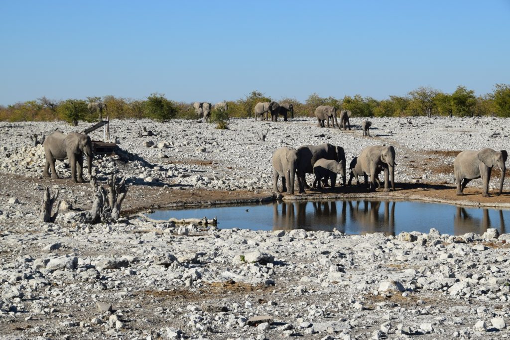 Herd of elephants at a waterhole in Etosha