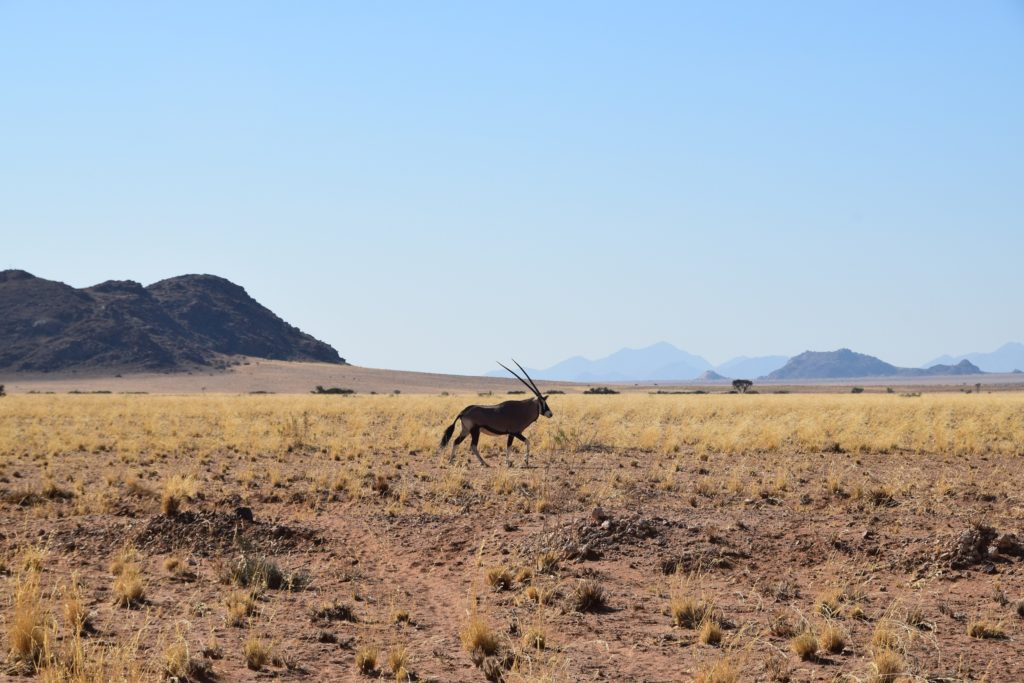 The first oryx that we saw on our trip