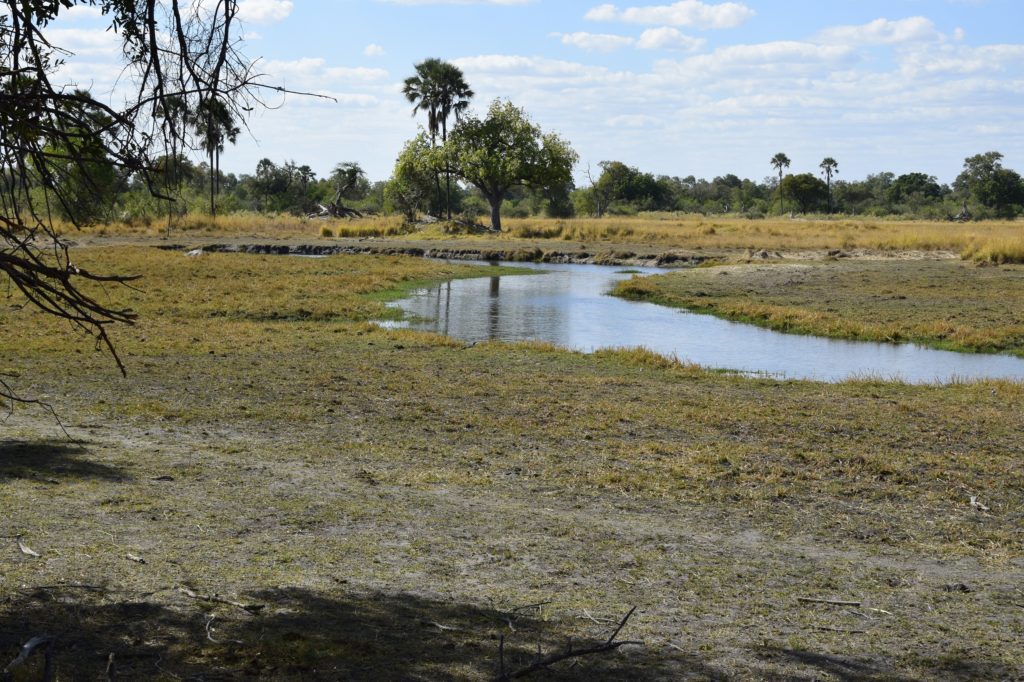 Okavango river meanders through the Moremi Game Reserve