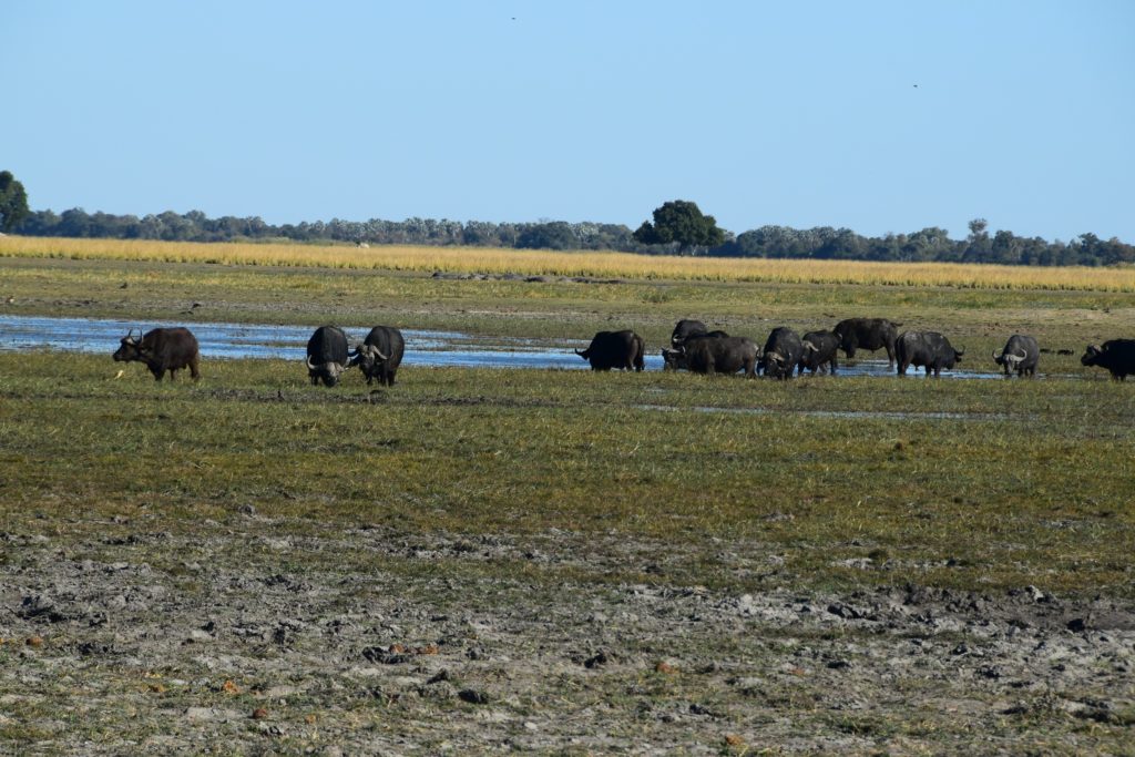 A herd of buffaloes grazing at Buffalo National Park.