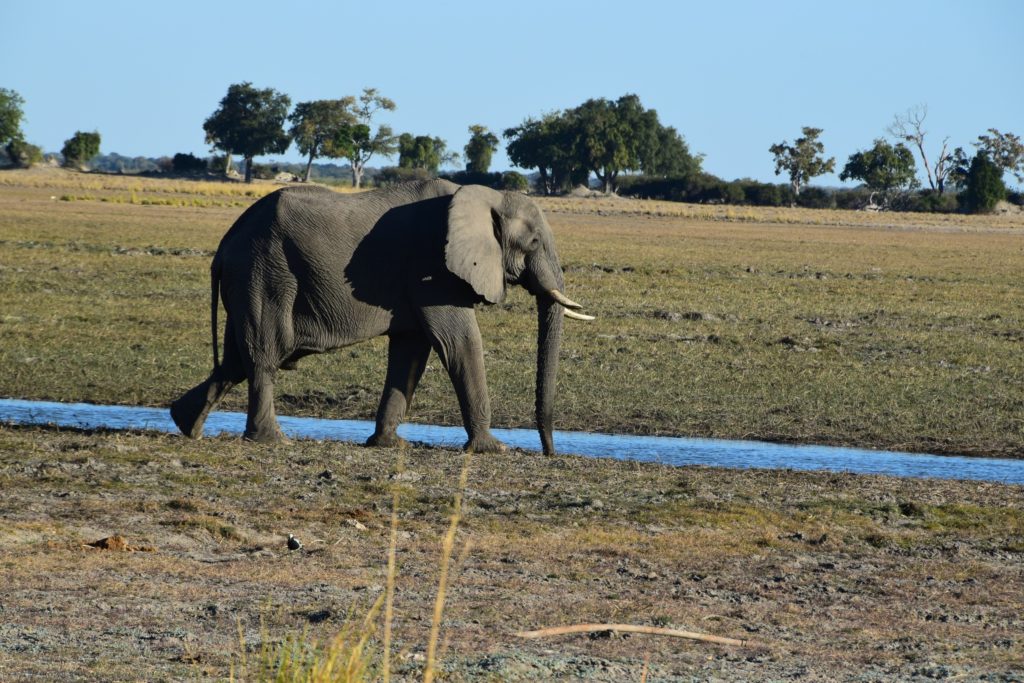 A tusker going for a drink