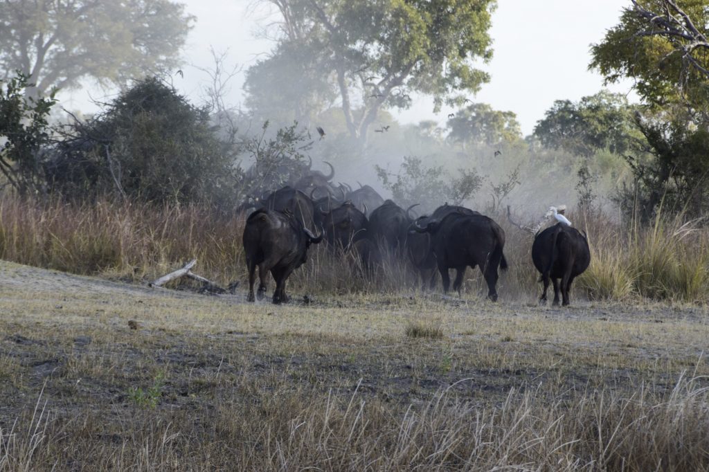 Cloud of dust kicked up by herd of buffaloes 