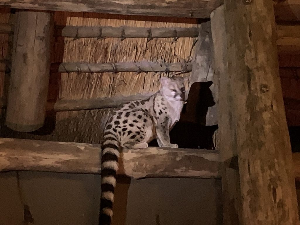 A cat somewhere in between a leopard and a civet was seen at the camp