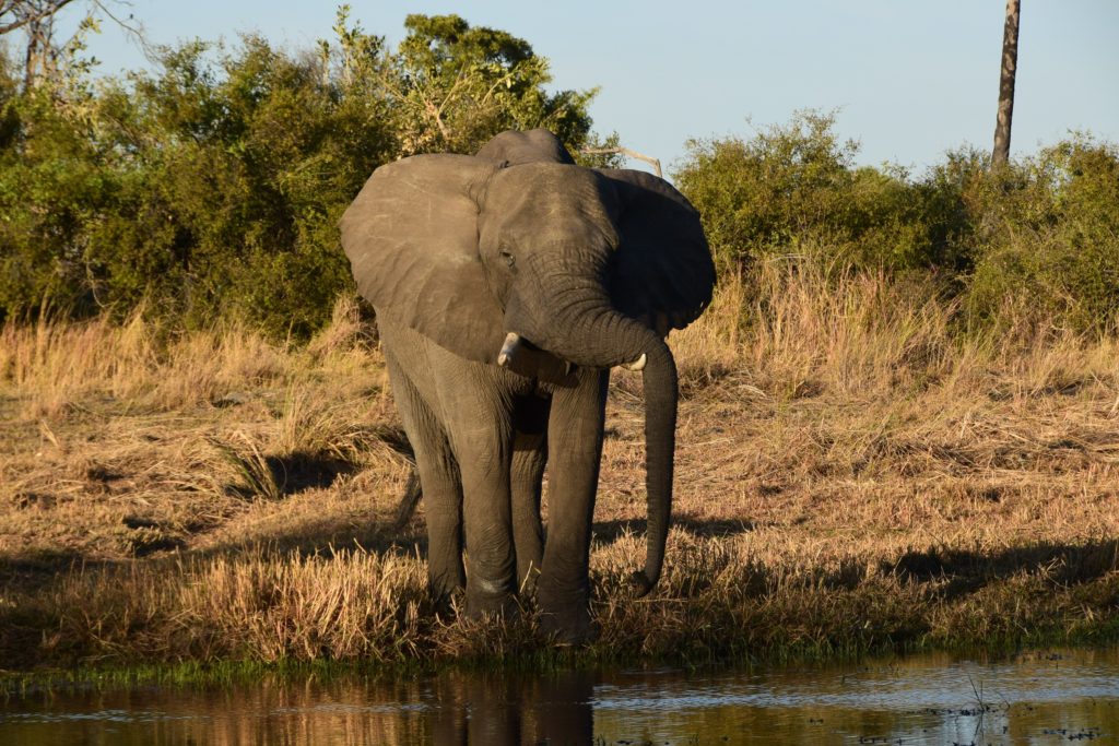 A meeting with a tusker drinking water at the Okavango