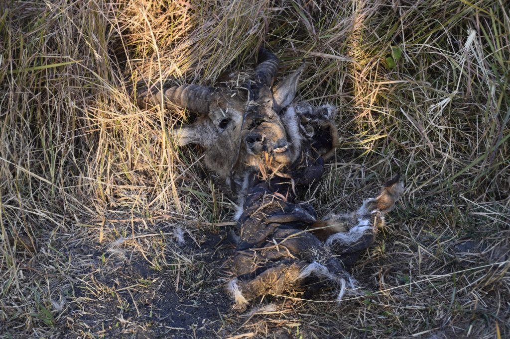 We saw the remains of a buffalo that a lion had killed