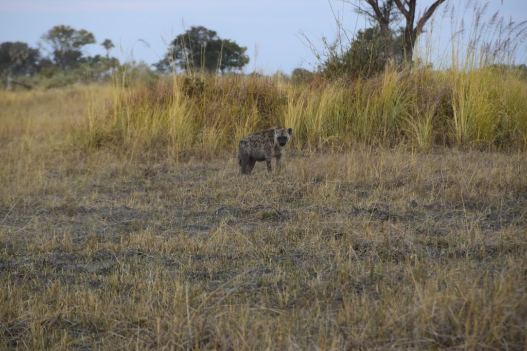 A nyena crossed our path