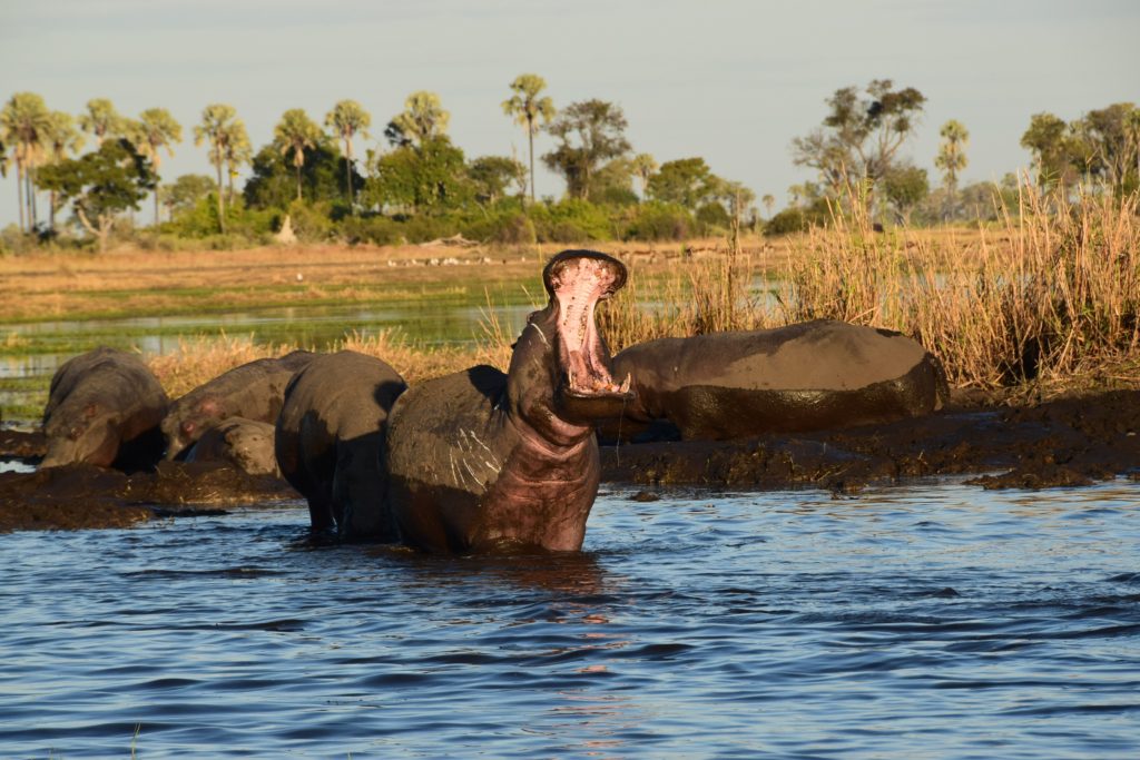 A yawning hippo at the hippo lagoon
